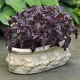 thumbnail image 1 of Basil Purple Ruffles Seed, 1 of 3