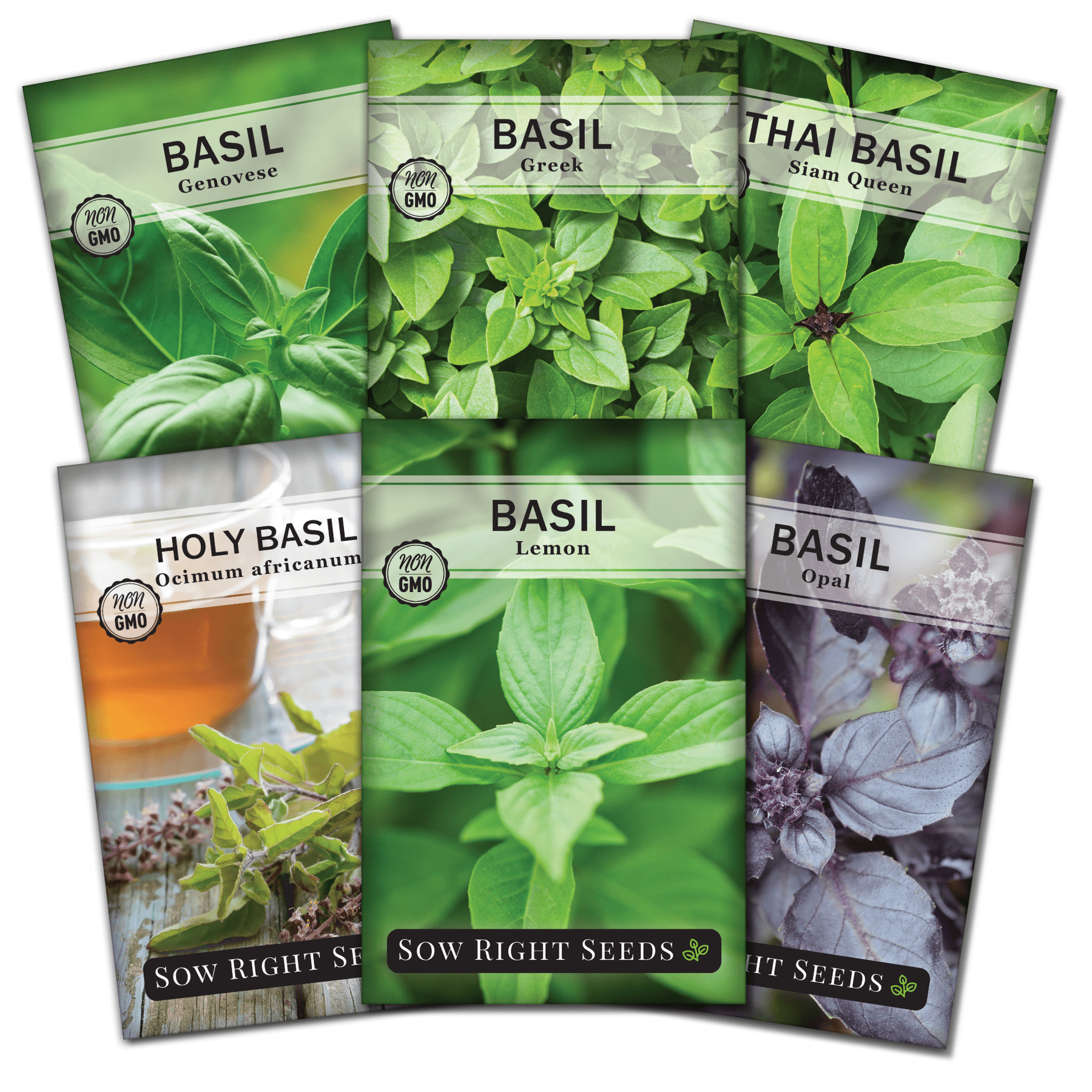 Basil Seed Collection Grow 6 Non GMO Basil Plants Indoor Herb