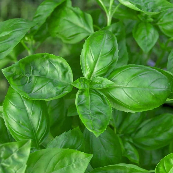 Basil Seed - Genovese Sweet Basil Herb Seeds - 1 LB