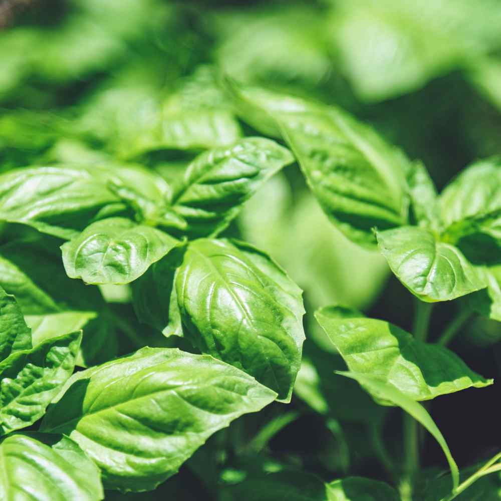 Basil Seed - Large Leaf Sweet Basil Herb Seeds - 1 LB