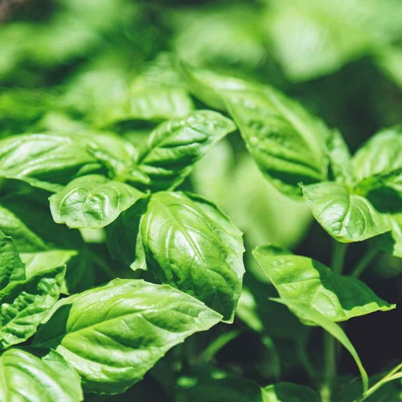 Basil Seed - Large Leaf Sweet Basil Herb Seeds - 1 LB