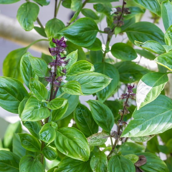 Basil Seeds - Anise - 1 Oz ~2,000 - Culinary Herb Gardening & Microgreens Seeds - Non-GMO, Heirloom, Open Pollinated, Annual