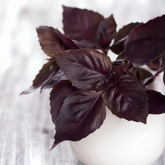 Basil Seeds Dark Opal NonGMO Seeds for Planting, 1 Packet Low