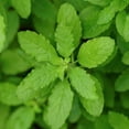 thumbnail image 1 of Basil Seeds - Holy Basil Green Leaf - 4 Oz ~87500 Seeds - Non-GMO, Heirloom - Microgreens & Herb Gardening, 1 of 1