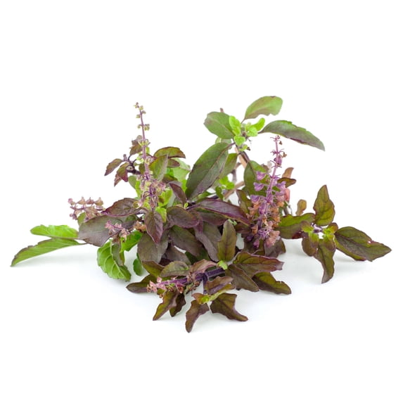 Basil Seeds - Red Leaf Holy Basil - 4 Oz ~96000 Seeds - Non-GMO, Heirloom - Microgreens & Herb Gardening