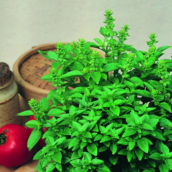 Basil Seeds - Spicy Globe - 1 Oz - Non-GMO, Heirloom - Bush Herb Garden Seeds: Gardening, Microgreens - Ocimum basilicum minimum