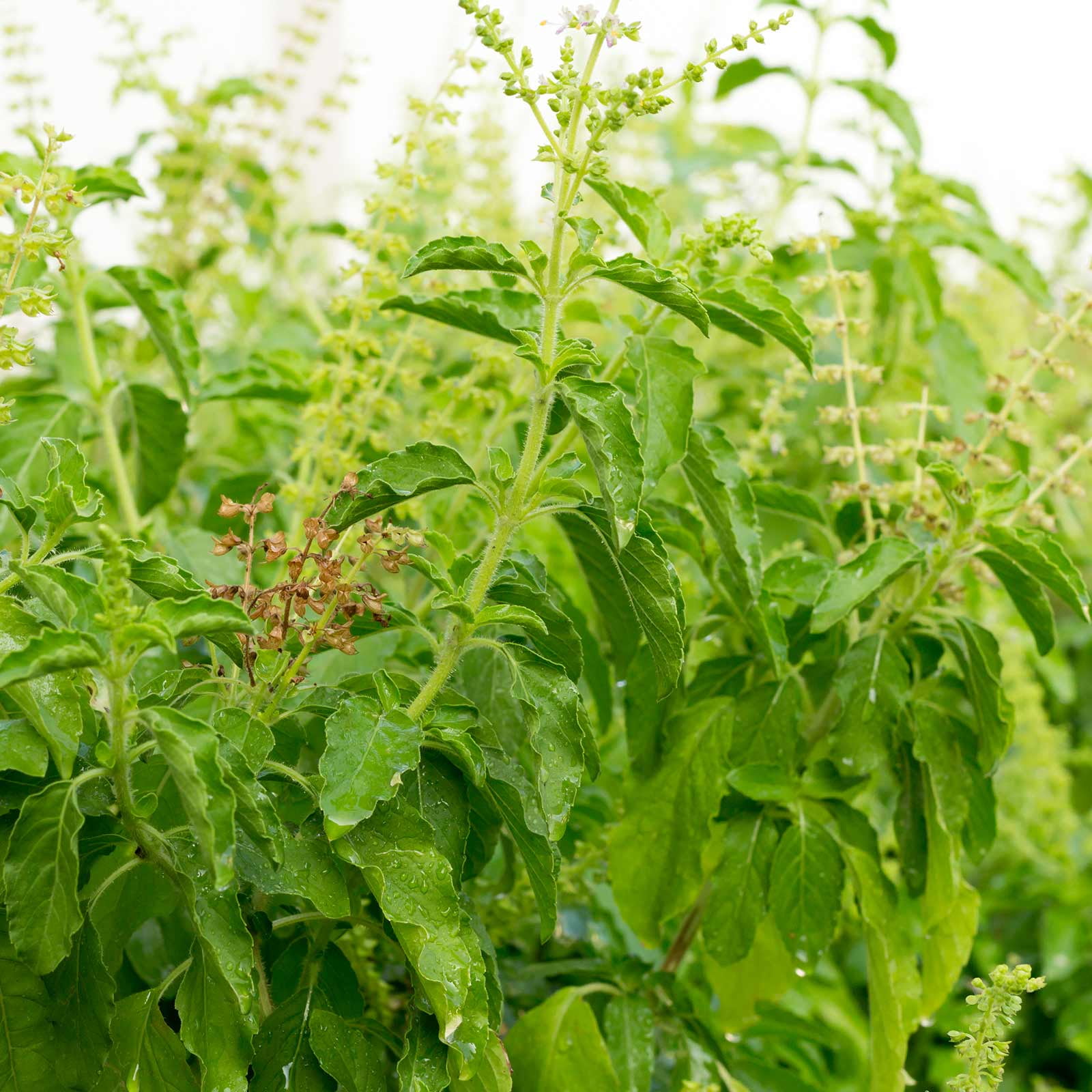 Basil Seeds - Sweet Dani - 1000 Seeds - Non-GMO, Heirloom - Herb Garden Seeds by Mountain Valley Seeds