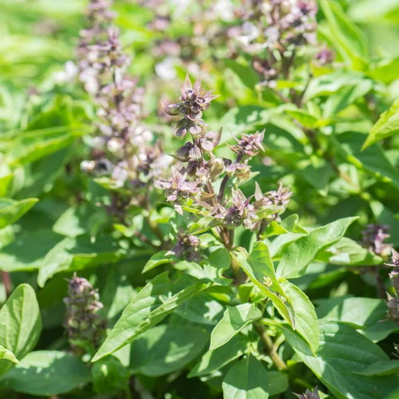 Basil Seeds - Thai Basil Herb Seed - 2000 Seeds