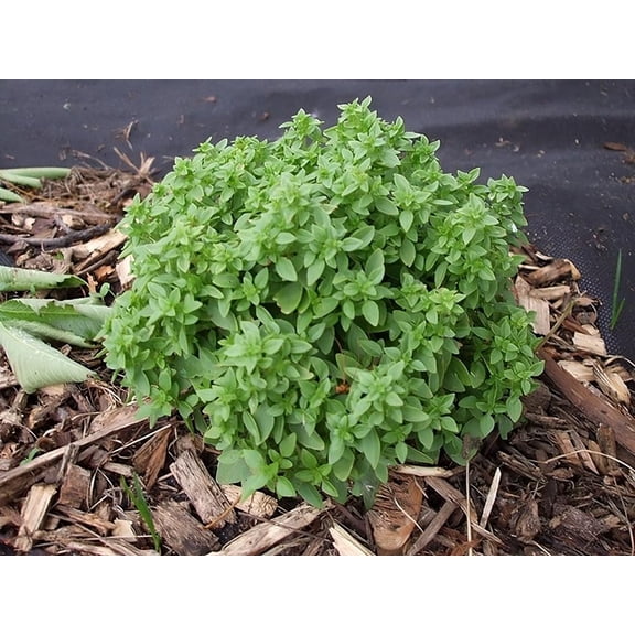 Basil Spicy Globe Great Garden Herb Seeds by Seed Kingdom (1 Oz Seeds)