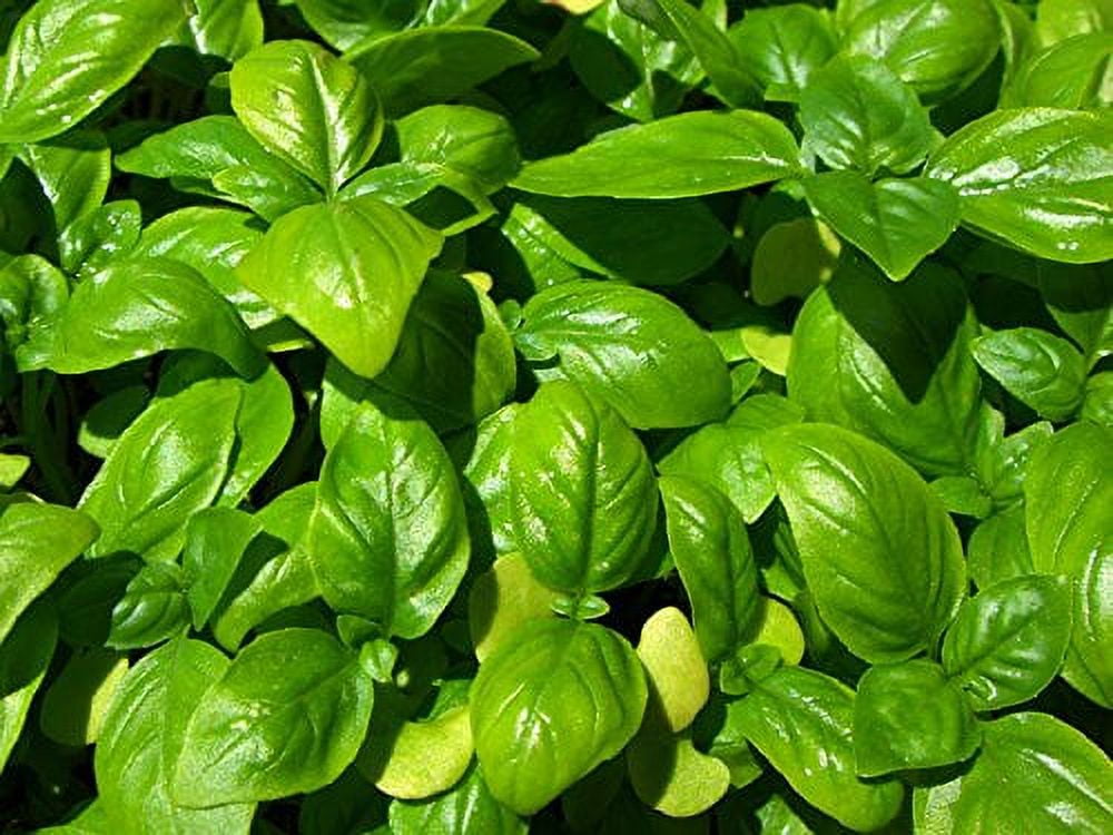 Basil Sweet Genovese Great Garden Herb 1,200 Seeds