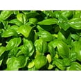 thumbnail image 1 of Basil Sweet Genovese Great Garden Herb 1,200 Seeds, 1 of 5