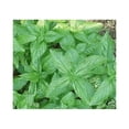 thumbnail image 1 of Basil Sweet Genovese Great Garden Herb Seeds by Seed Kingdom (1 OZ Seeds), 1 of 1