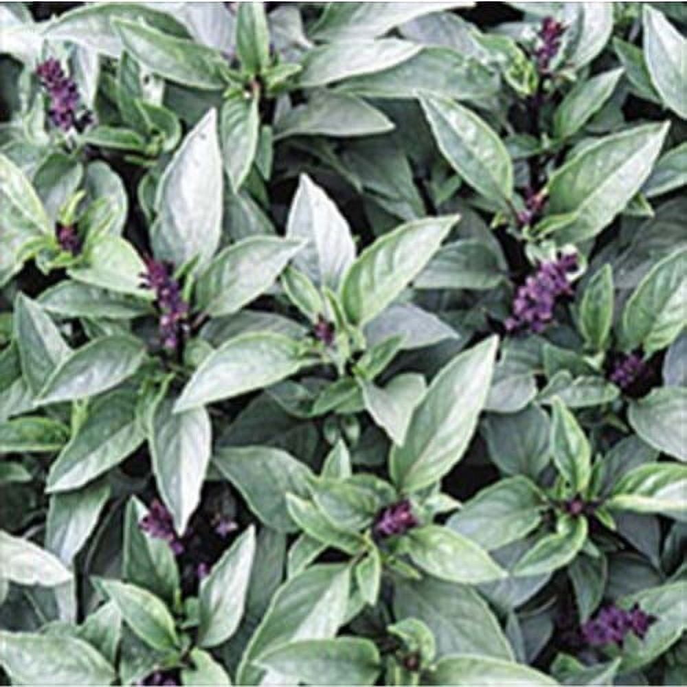 Basil Thai Great Garden Herb by Seed Kingdom Bulk 1/4 Lb Seeds
