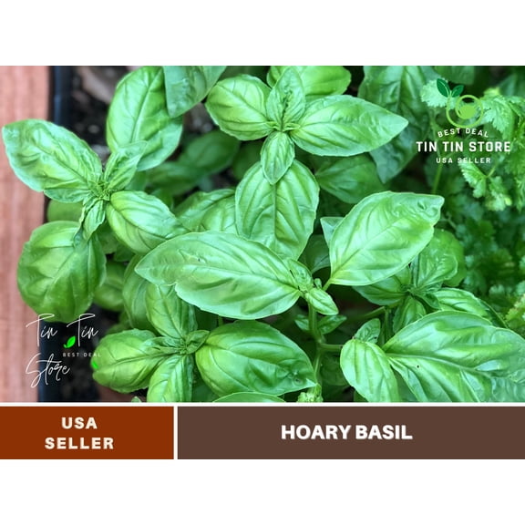 Basil seeds 110s, Hoary basil seeds, authentic seeds Flower seeds, vegetable seeds, asian garden, flowers, B5G1, chinese garden, easy plant