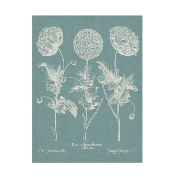 Basilius Besler 'Besler Poppies IV' Canvas Art