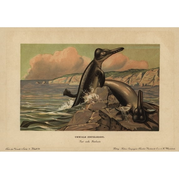 Basilosaurus (Zeuglodon), Extinct Genus Ofa Poster Print By ® Florilegius Mary Evans (24 X 18)