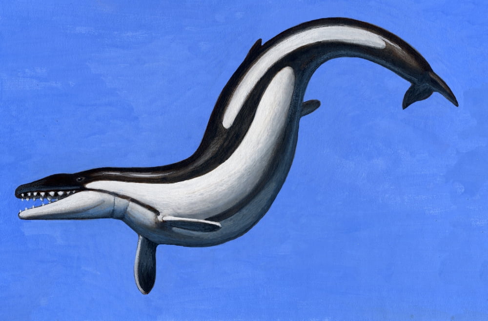 Basilosaurus a marine mammal that lived in the Late Eocene epoch Canvas Art - H Kyoht LutermanStocktrek Images (35 x 23)