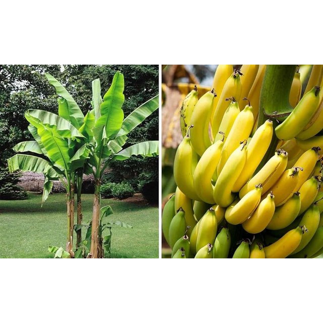 Basjoo Banana Plant Live, Cold Hardy Banana Fruit Bearing Tree