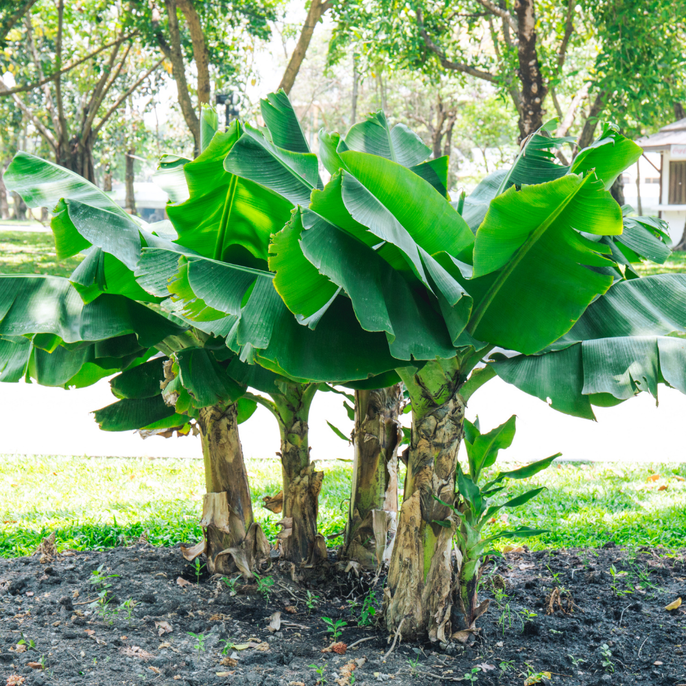 Basjoo Banana Tree, Hardy Banana Plant Live, Outdoor Growing 5-7 Inches -  Walmart.com, image size:1000x1000