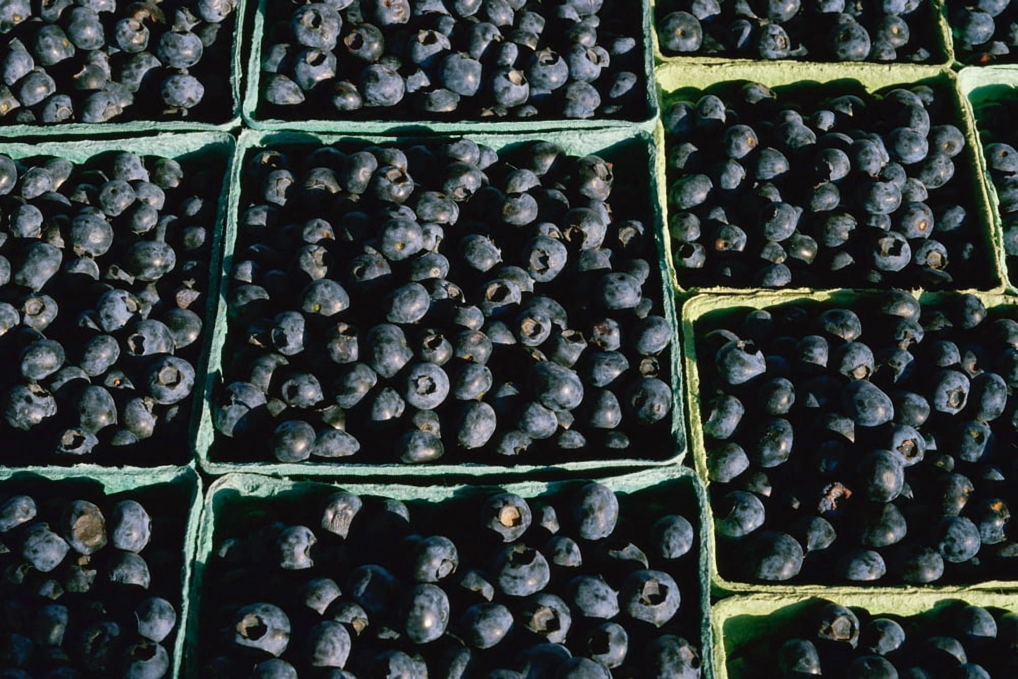 Baskets of Blueberries Canvas Art - Panoramic Images (24 x 36)