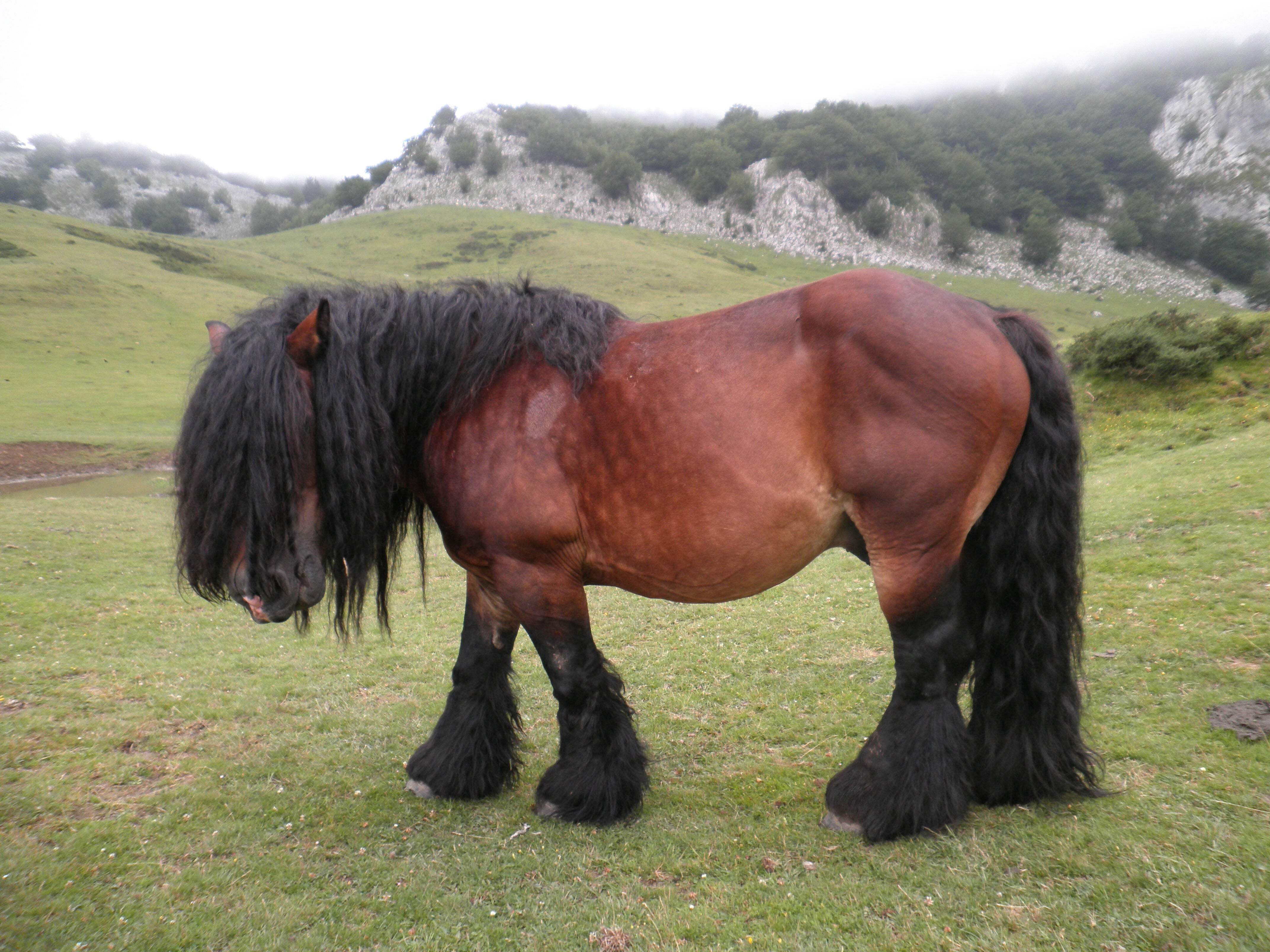 Basque Mountain Horse Breed GLOSSY POSTER PICTURE PHOTO PRINT BANNER ...