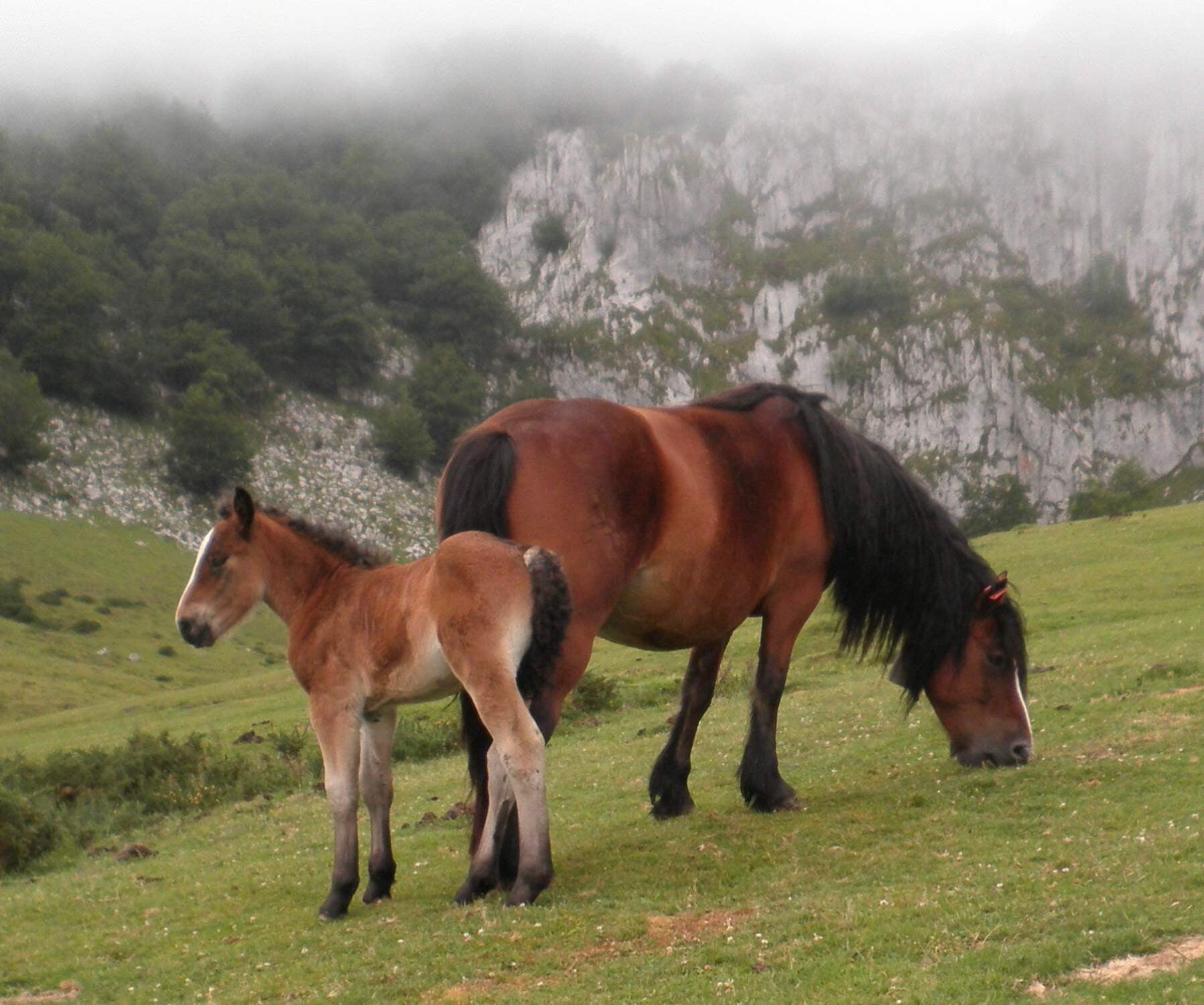 Basque Mountain Horses Spanish GLOSSY POSTER PICTURE PHOTO PRINT BANNER ...