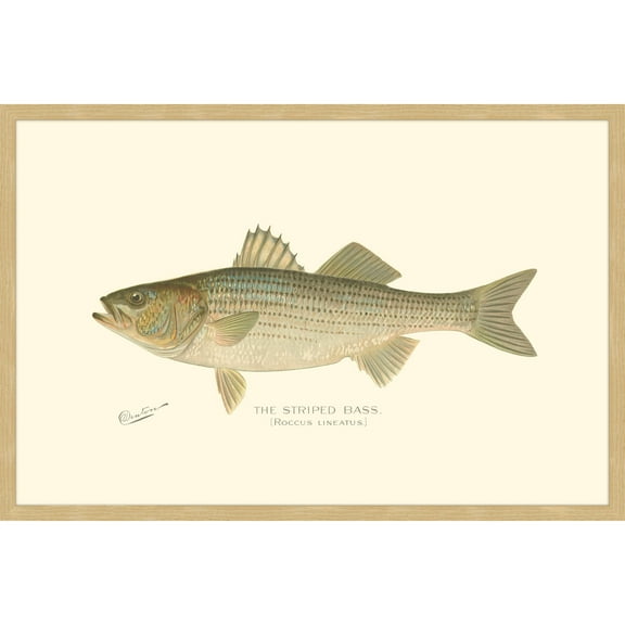 "Bass" Framed Painting Print