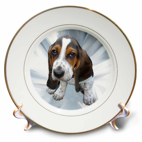 3dRose, Basset Hound, 8 inch Porcelain Plate