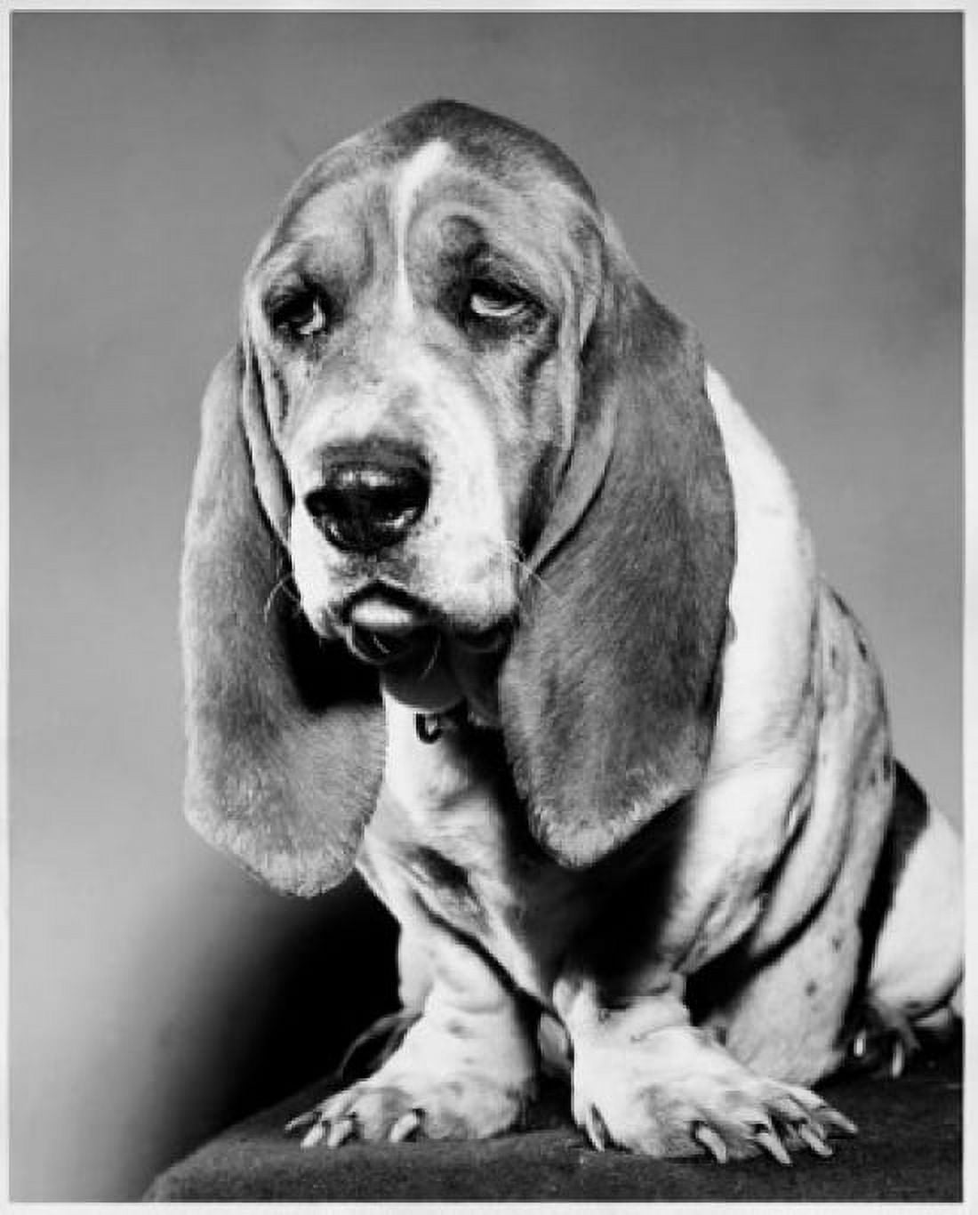 Basset Hound Canvas Art - (18 x 24)