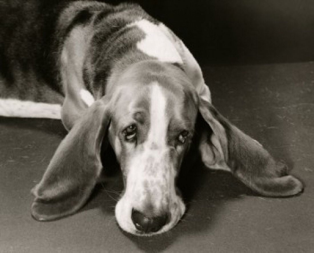 Basset Hound Canvas Art -  (24 x 36)