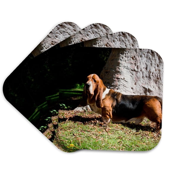 3drose, Basset Hound Standing Near Tree Trunk, Mr, Set of 4 Coasters - Soft