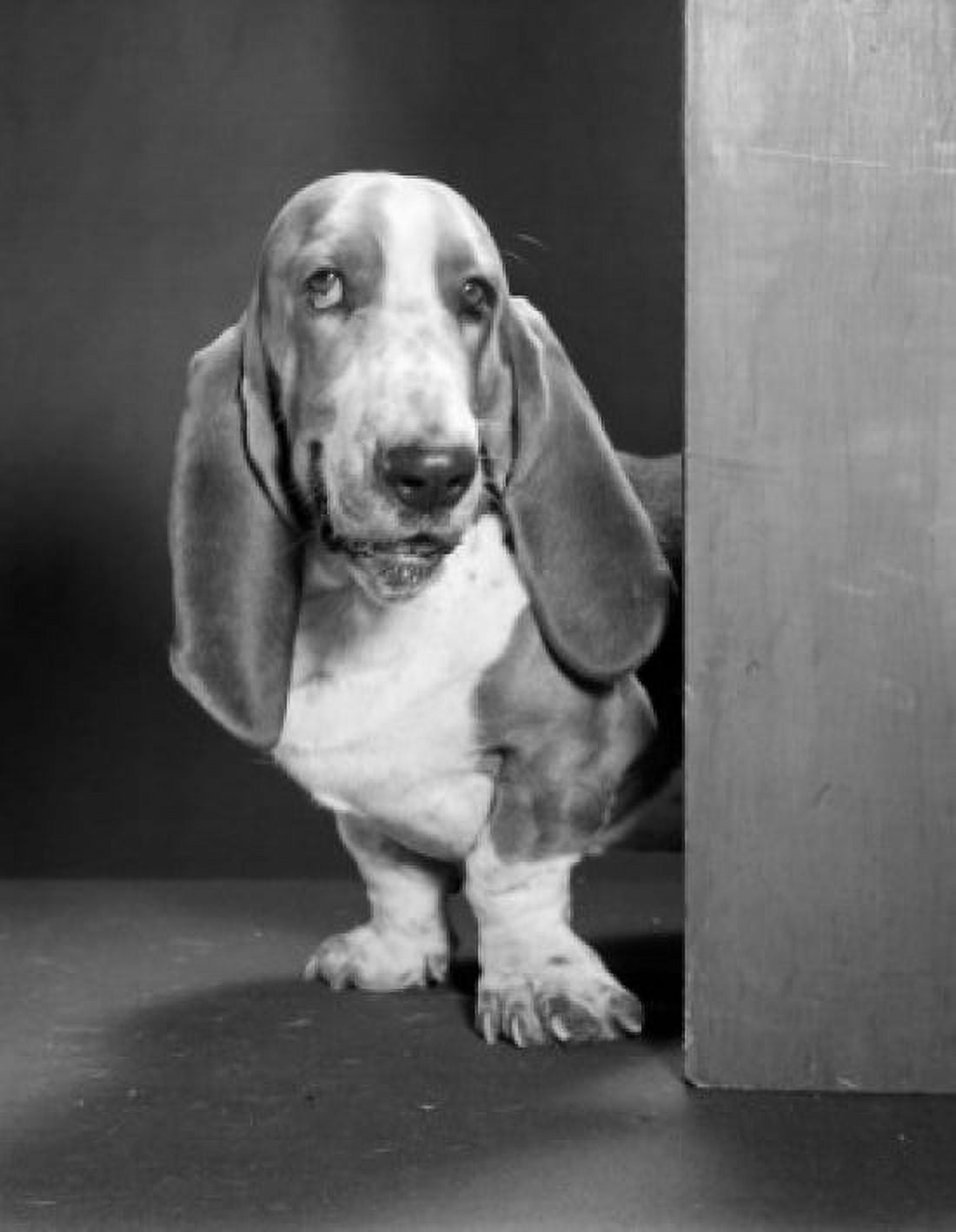 Basset Hound portrait Canvas Art - (24 x 36)
