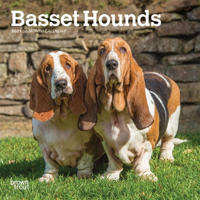 Mini basset hound discount