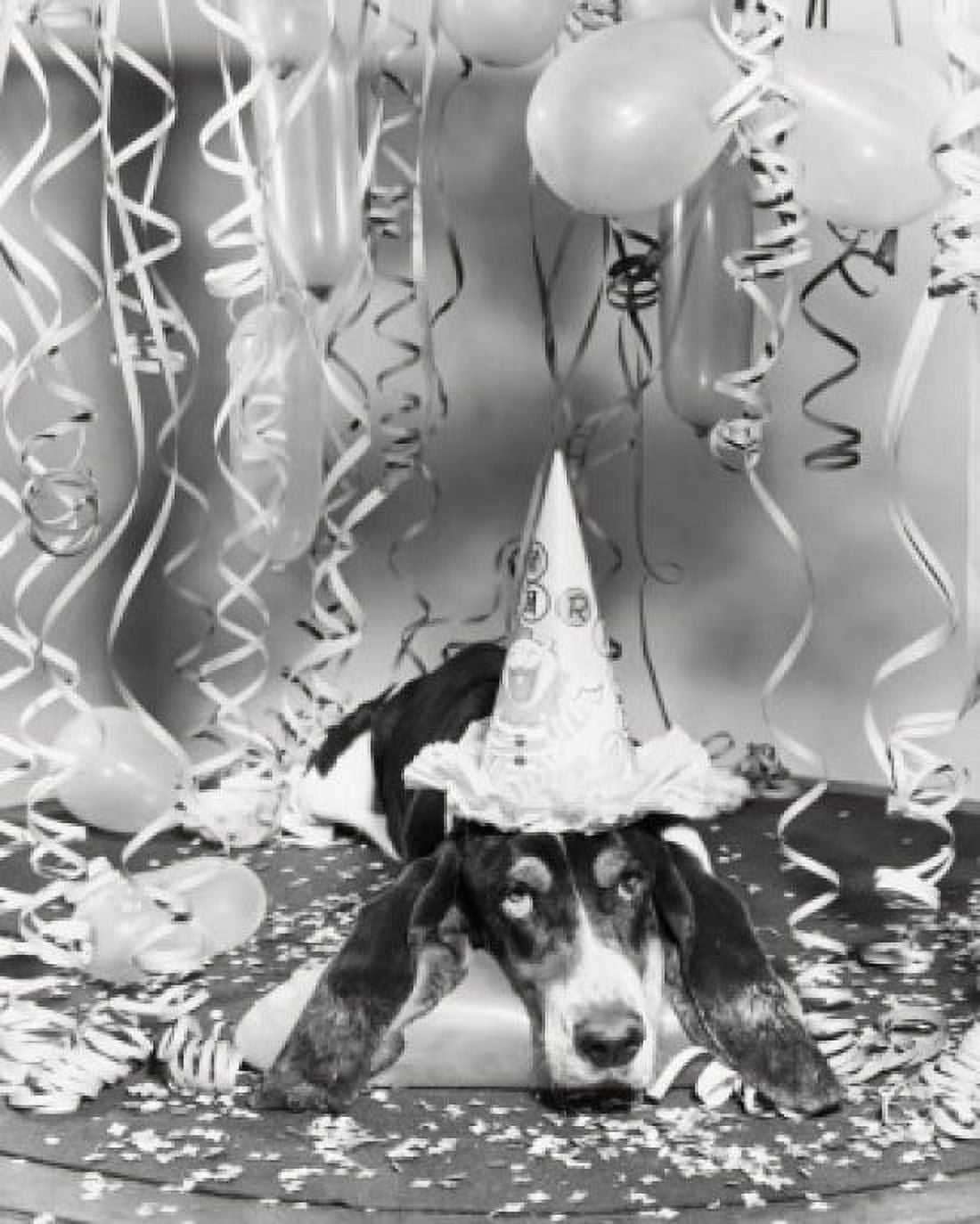Basset hound wearing a birthday hat Canvas Art - (18 x 24)
