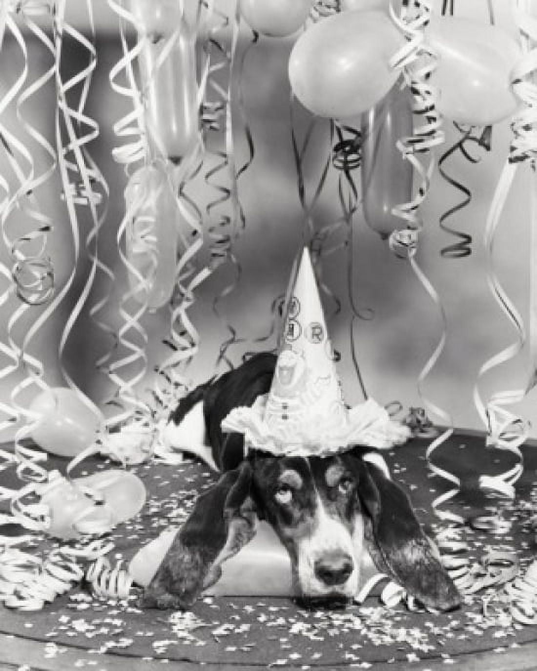 Basset hound wearing a birthday hat Canvas Art - (24 x 36)