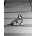 thumbnail image 1 of Bassett Hound on Staircase Poster Print - 18 x 24 in., 1 of 1