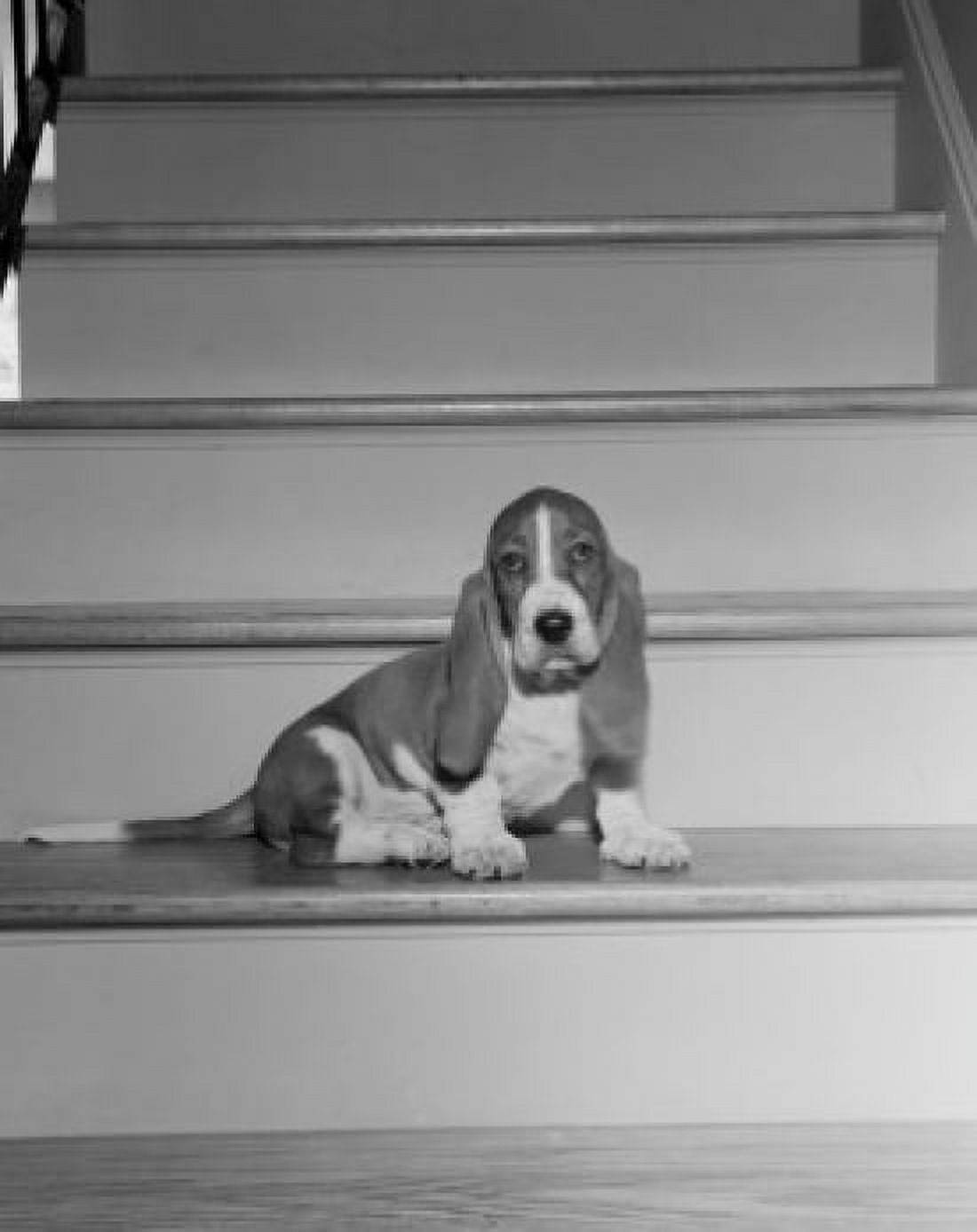 Bassett Hound on staircase Canvas Art - (18 x 24)