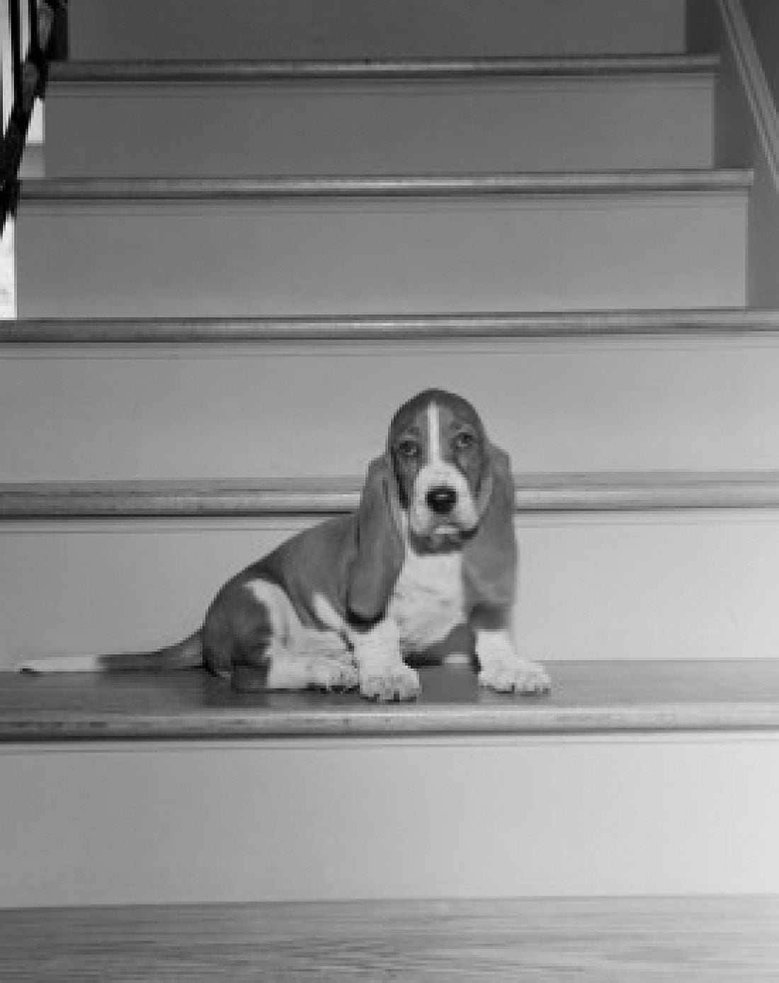 Bassett Hound on staircase Canvas Art - (24 x 36)