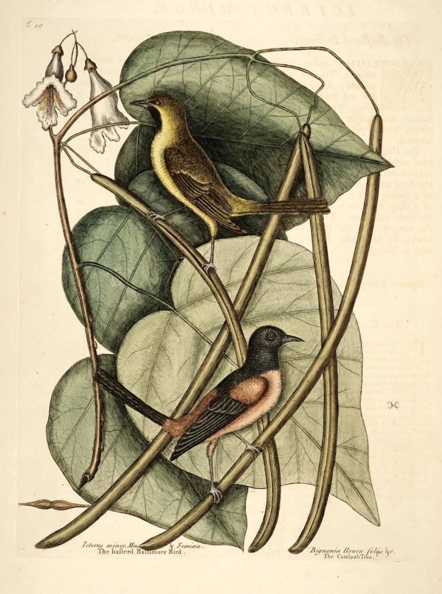 Bastard Baltimore Bird Canvas Art - Mark Catesby (24 x 36)