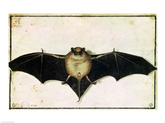 Bat 1522 Canvas Art - Albrecht Durer (24 x 18)