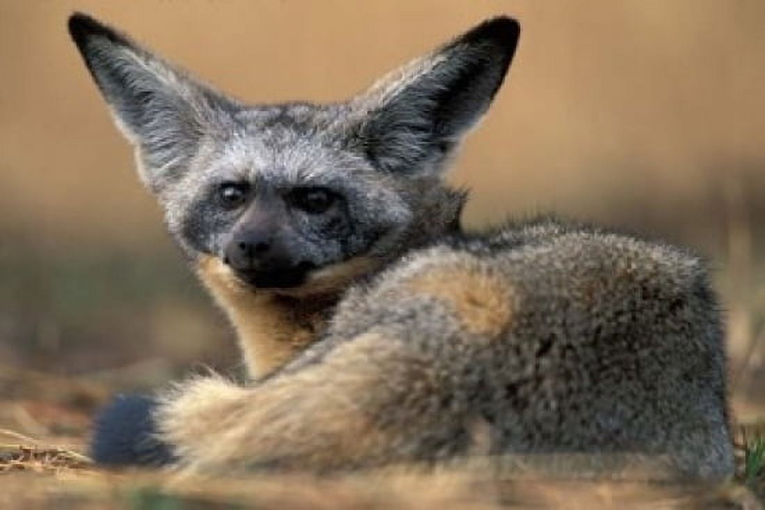 Bat Eared Fox Rests on Savanna Masai Mara Game Reserve Kenya Canvas Art - Paul Souders DanitaDelimont (18 x 12)