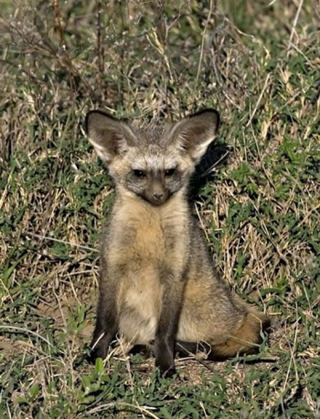 Bat-Eared Fox Tanzania Canvas Art - Charles Sleicher DanitaDelimont (14 x 18)