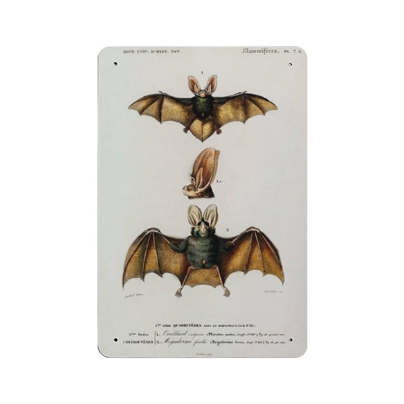 Bat Print, Antique Animal Painting, Vintage Drawing tin sign Wall Art Decor, Long-eared Bat, Retro style, farmhouse decoration,bar, garage, tin sign 5.5x 8 inches