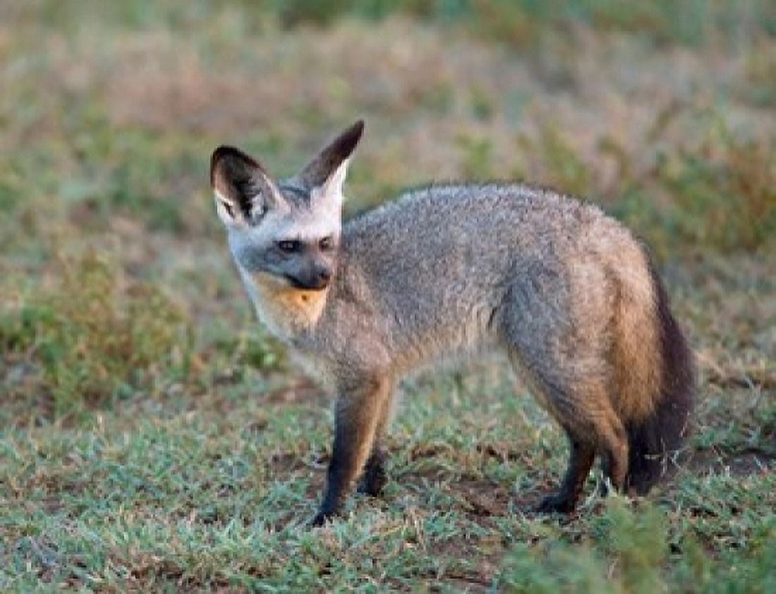 Bat-eared Fox Serengeti Tanzania Canvas Art - Charles Sleicher DanitaDelimont (24 x 18)