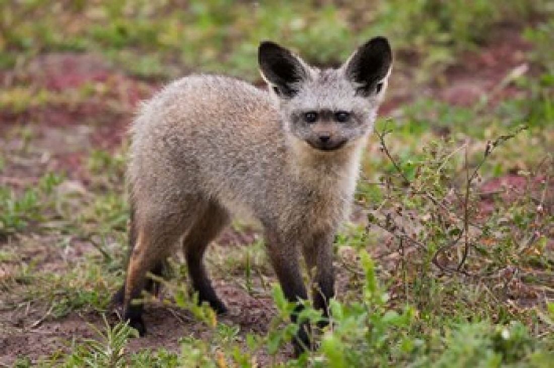 Bat-eared fox Serengeti NP Tanzania Canvas Art - Art Wolfe DanitaDelimont (35 x 24)