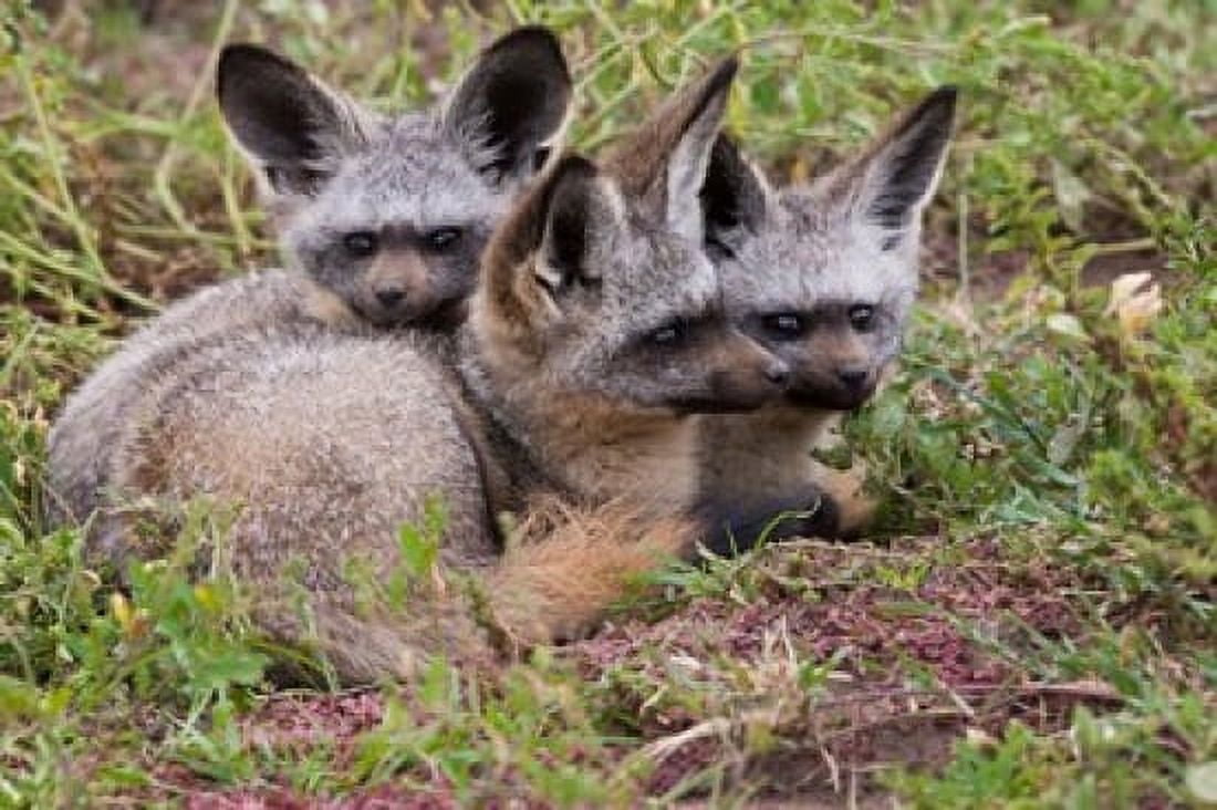 Bat-eared foxes Serengeti National Park Tanzania Canvas Art - Art Wolfe DanitaDelimont (35 x 24)