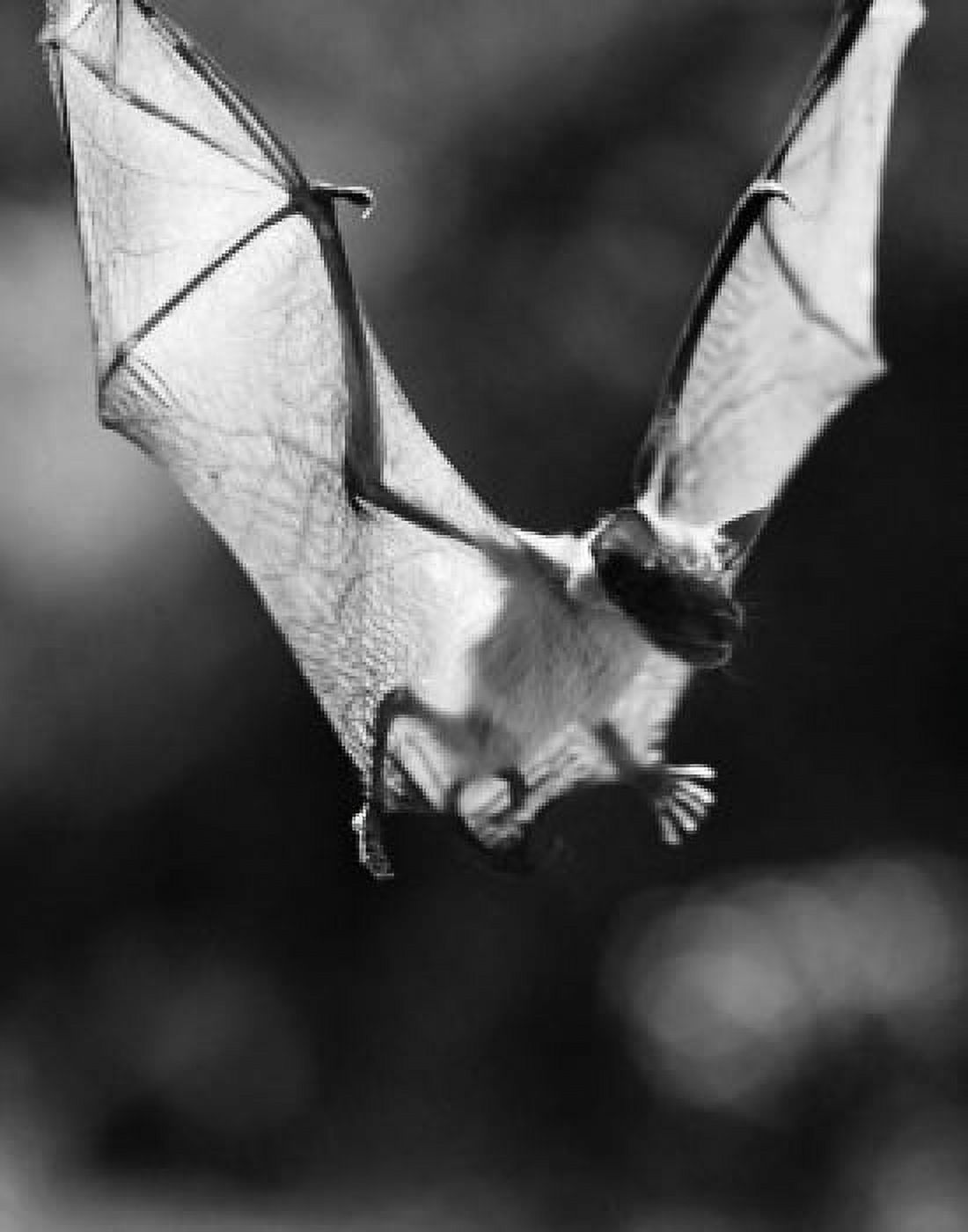 Bat flying through the air Canvas Art - (24 x 36)