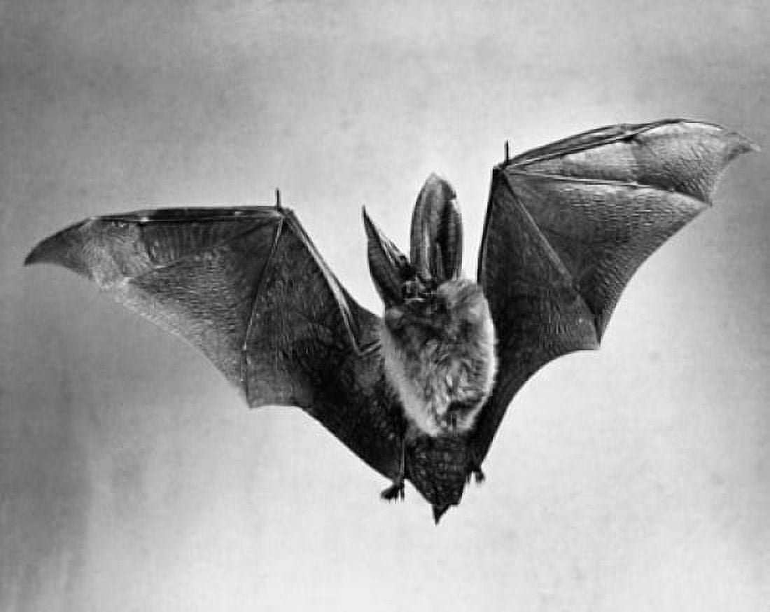 Bat flying with wings spread Canvas Art -  (24 x 36)