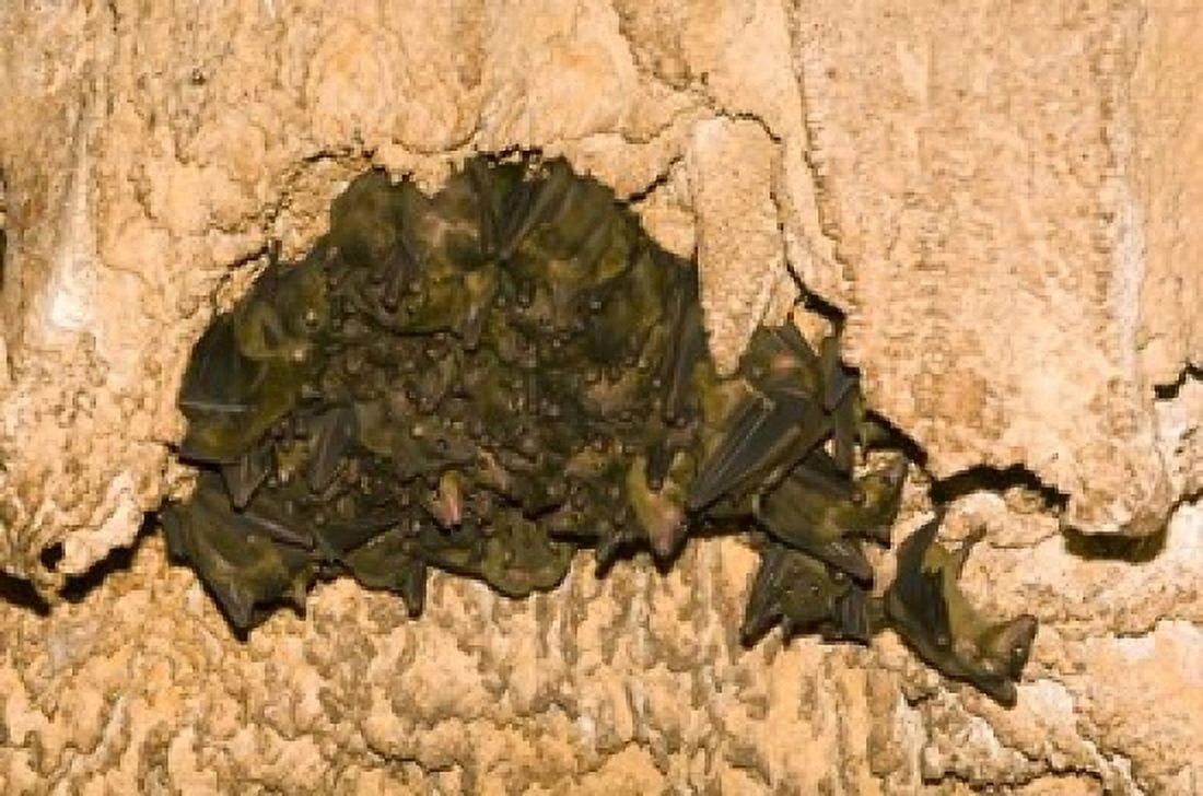 Bat wildlife Cave Ankarana NP Madagascar Canvas Art - Kevin Schafer DanitaDelimont (35 x 23)