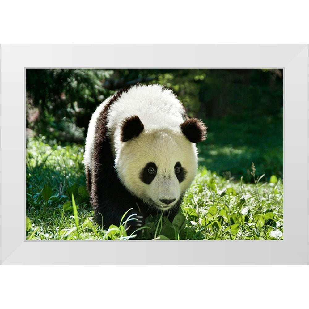 Panda Vi Batdorf, Ann 18x13 White Modern Wood Framed Museum Art Print Titled ...